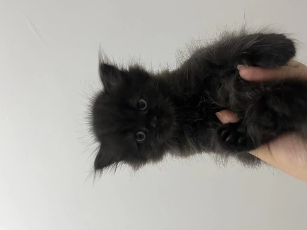 2 Aylık Siyah British Longhair