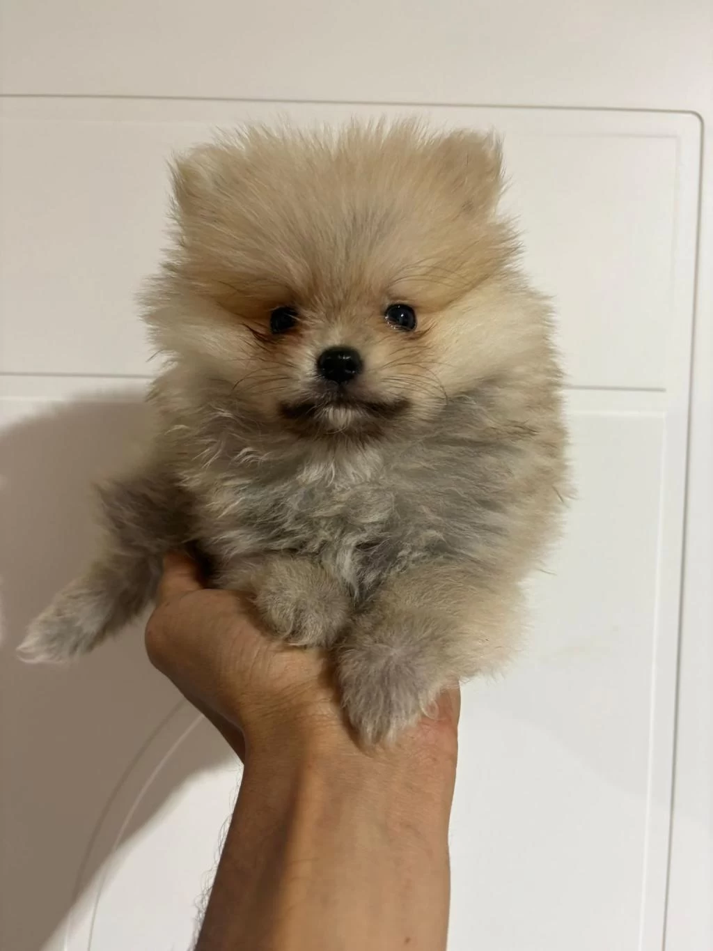 Harika Pomeranian Erkek Yavru