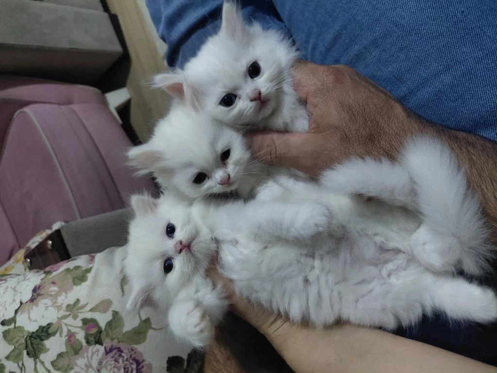 Harika Tatlı Kediler