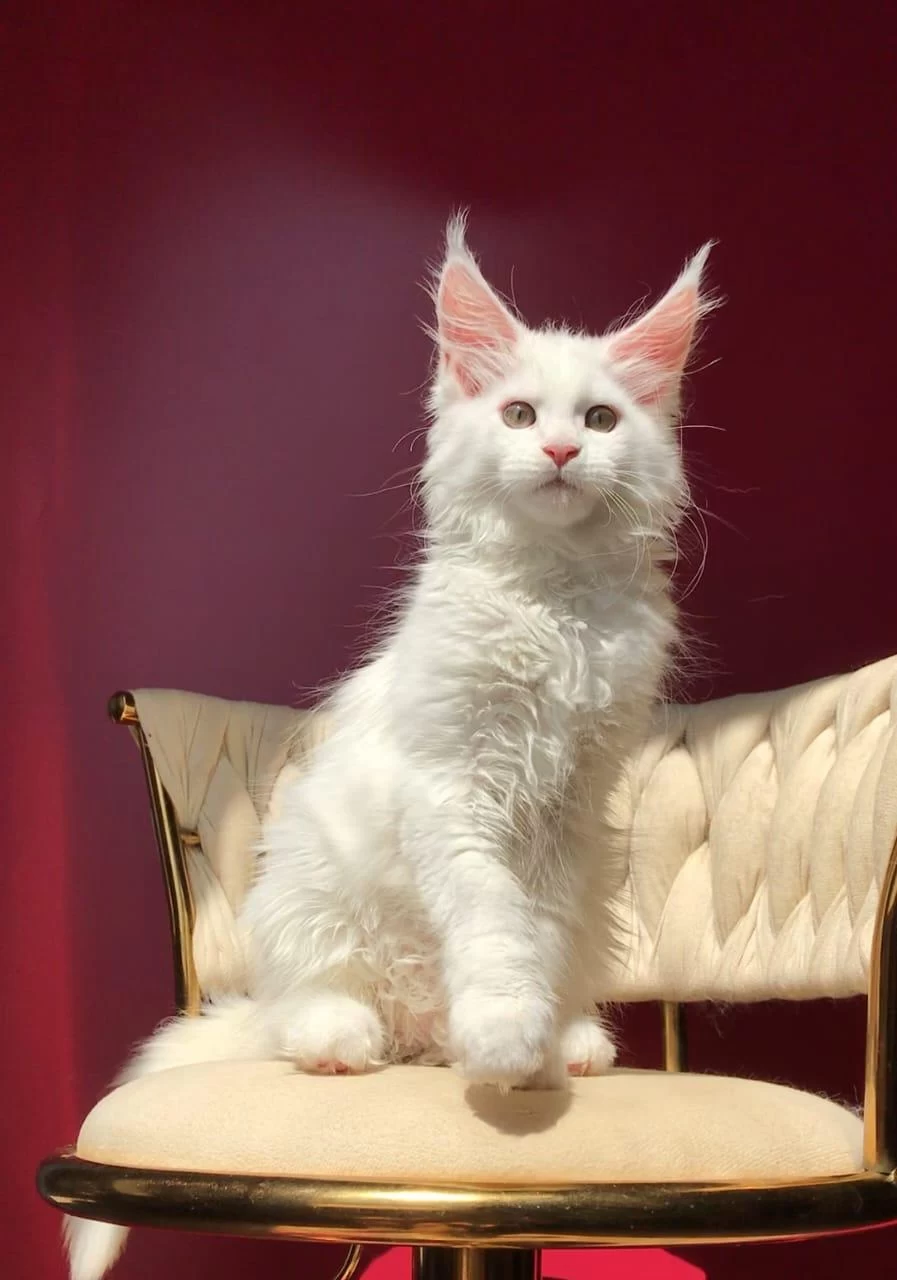 Mco Beyaz Dişi Üst Kaliteli Maine Coon