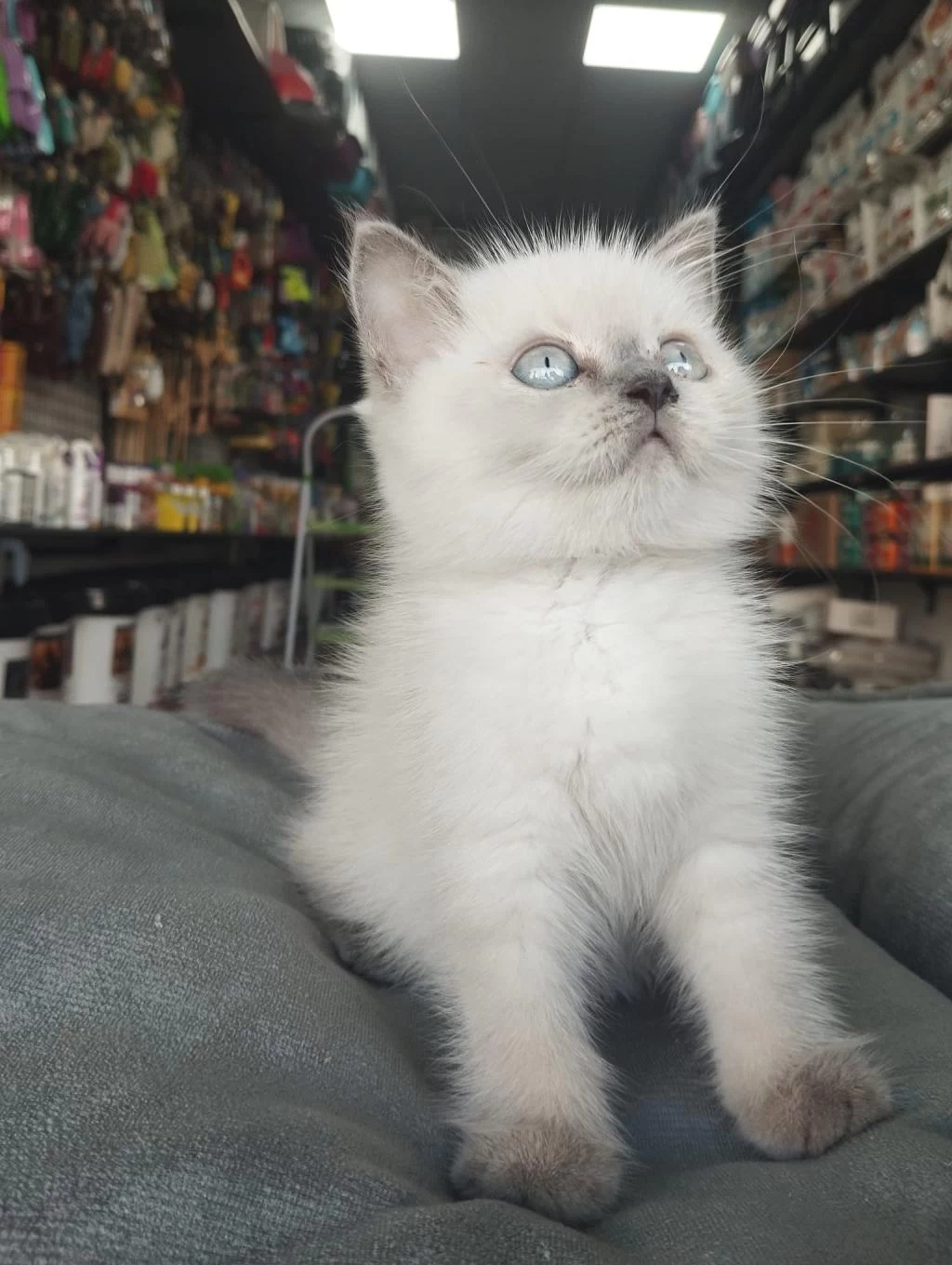 Erkek Ve Dişi Safkan British Shorthair Bebekler