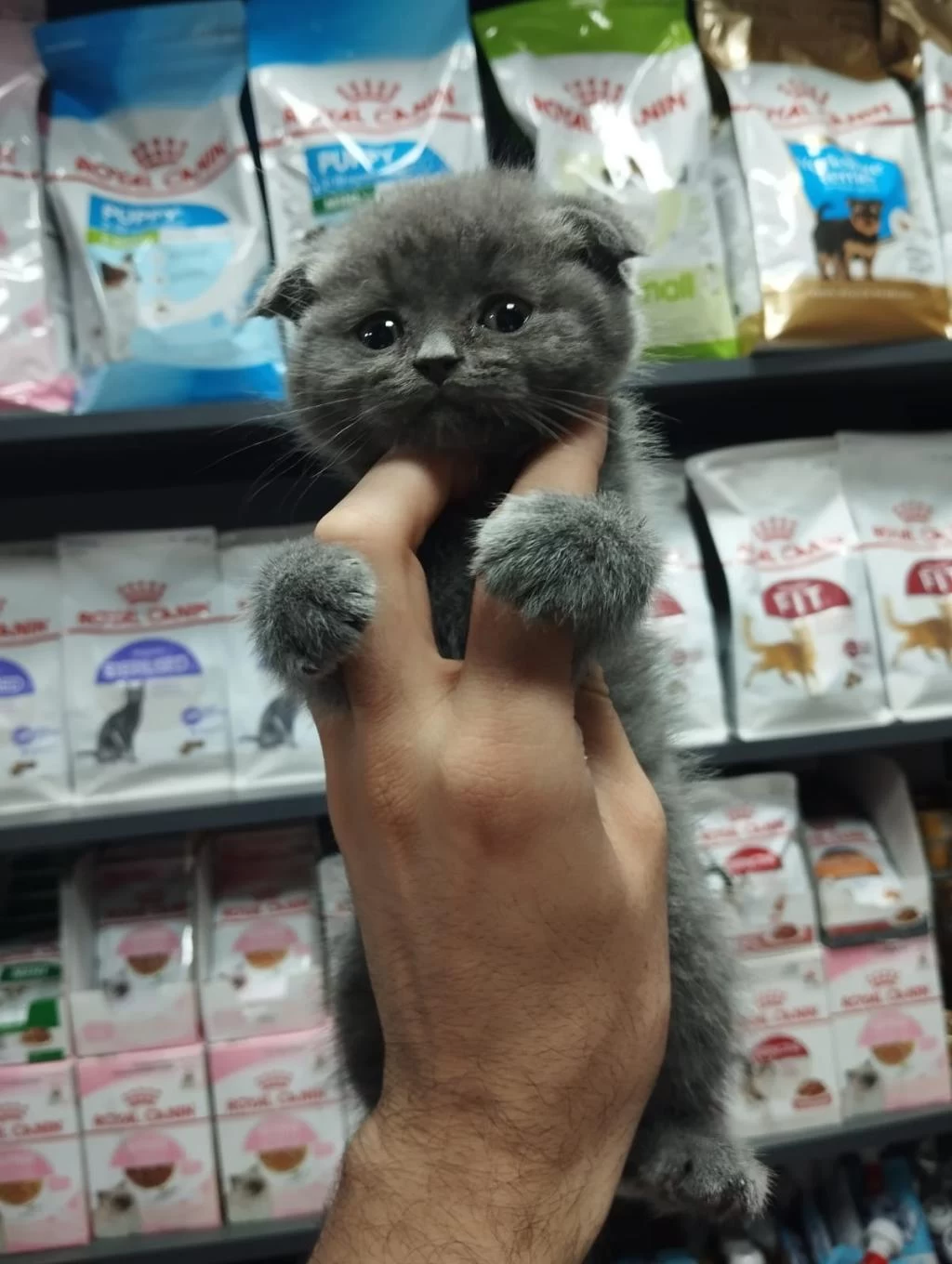 Dişi Ve Erkek Scottish Fold Bebekler