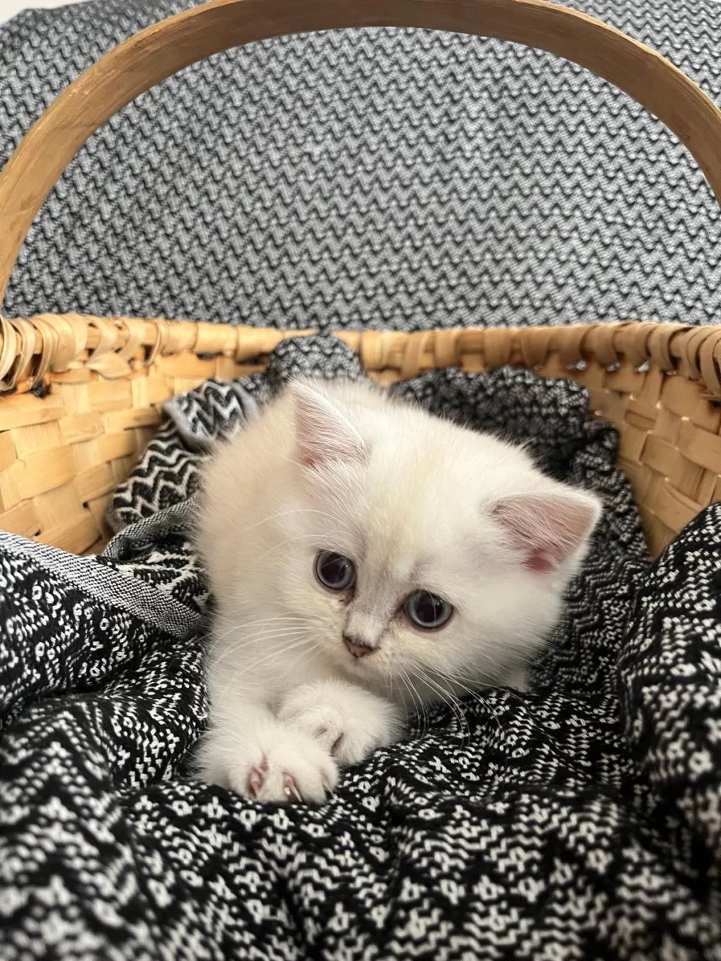 2 Aylık Dişi British Longhair Blue Point