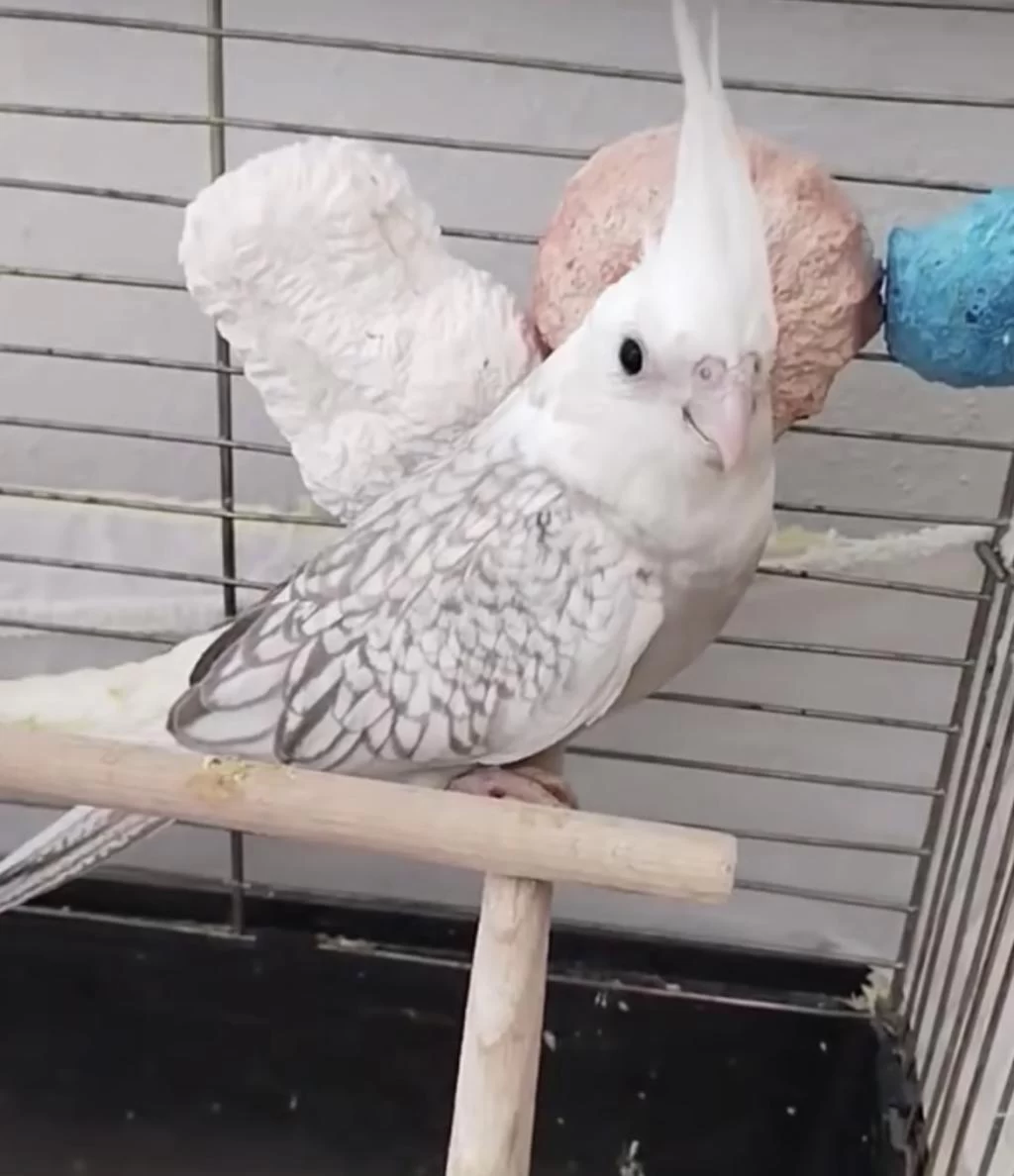 Sultan Papağanı Yeni Yeme Düştü