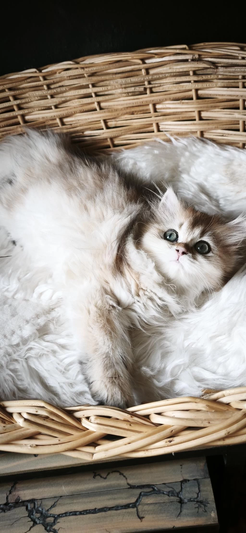 Ny25 Dişi British Longhair