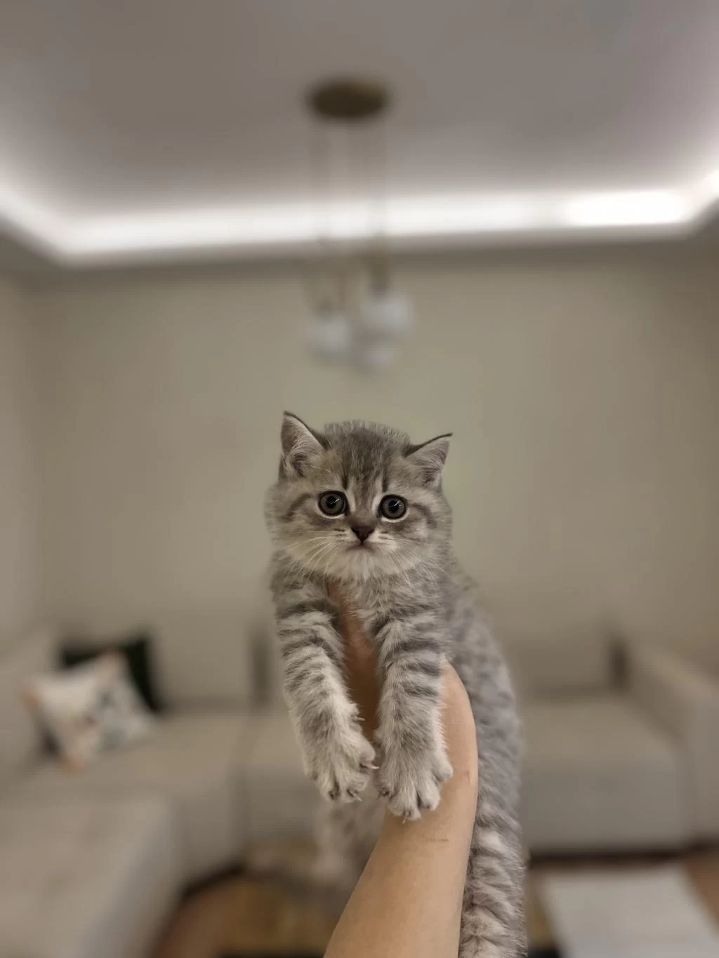 Güzeller Güzeli British Shorthair Yavrularim