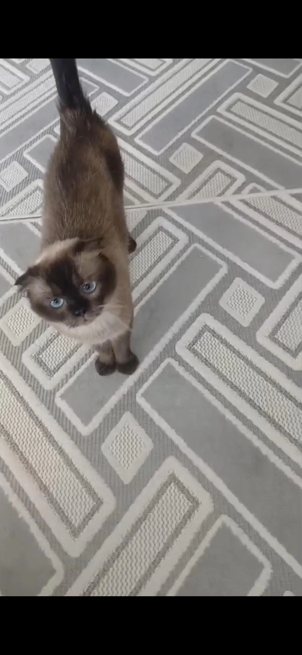 Ücretsiz 3 Yaşında Dişi Scottish Fold