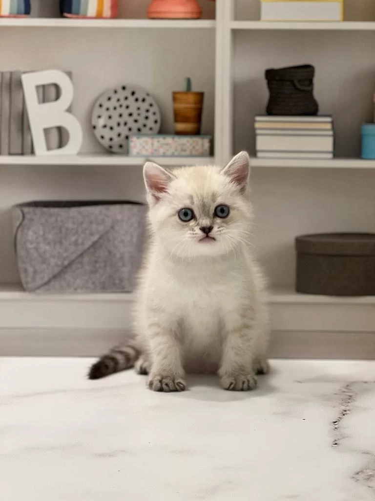 British Shorthair Silver Yavrularim