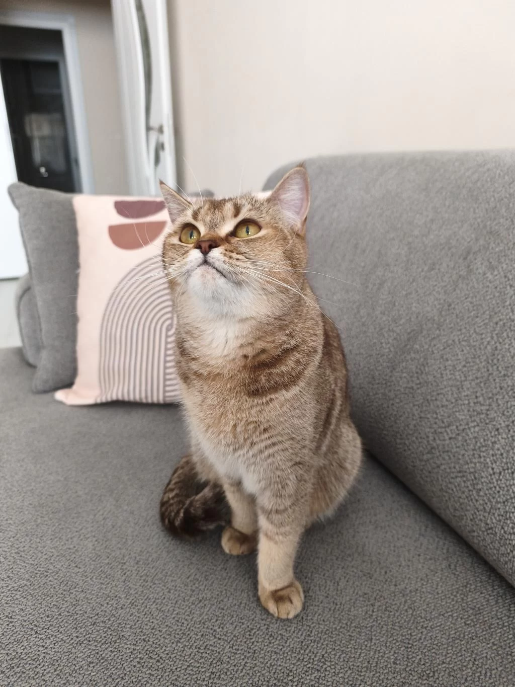 British Shorthair Ücretsiz Sahiplendirme