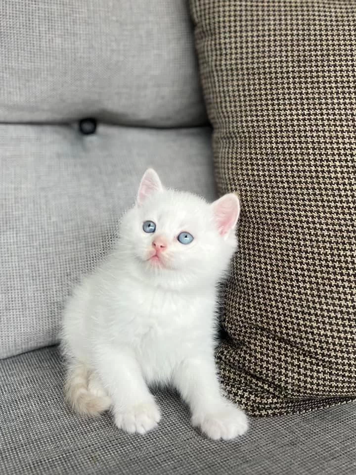 British Shorthair Red Point Yavrularim