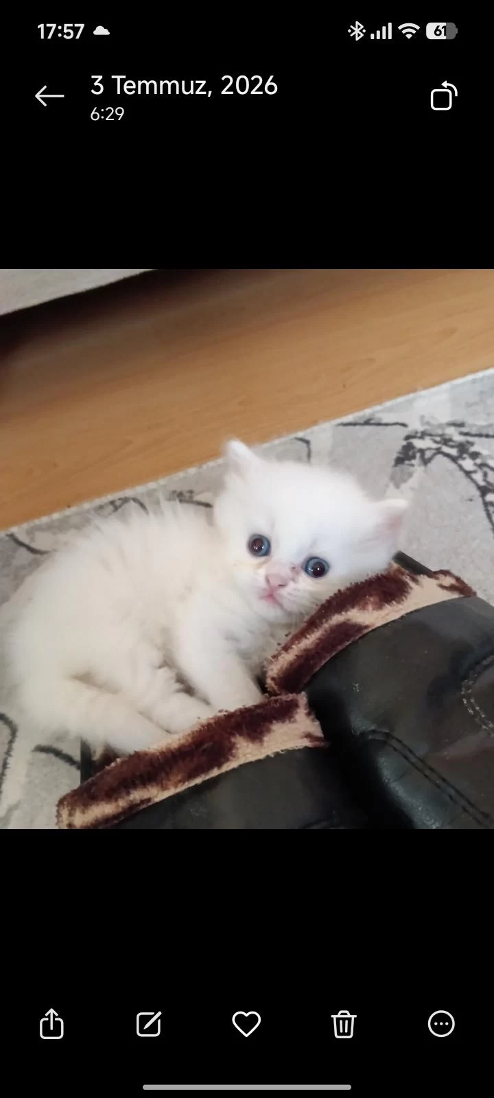 Harika Oyuncu Yavru Kedim