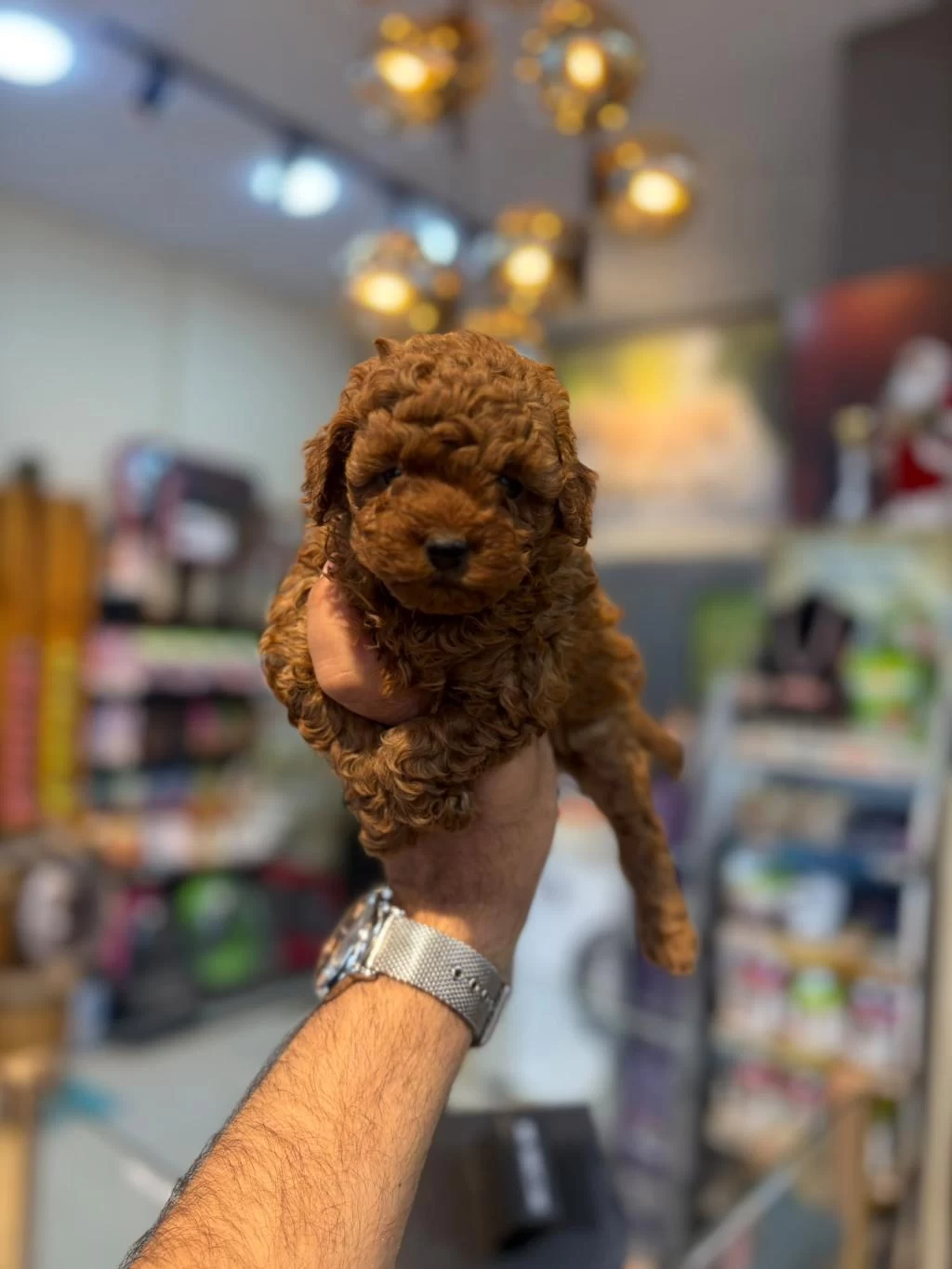 Safkan Toy Poodle Yavrular