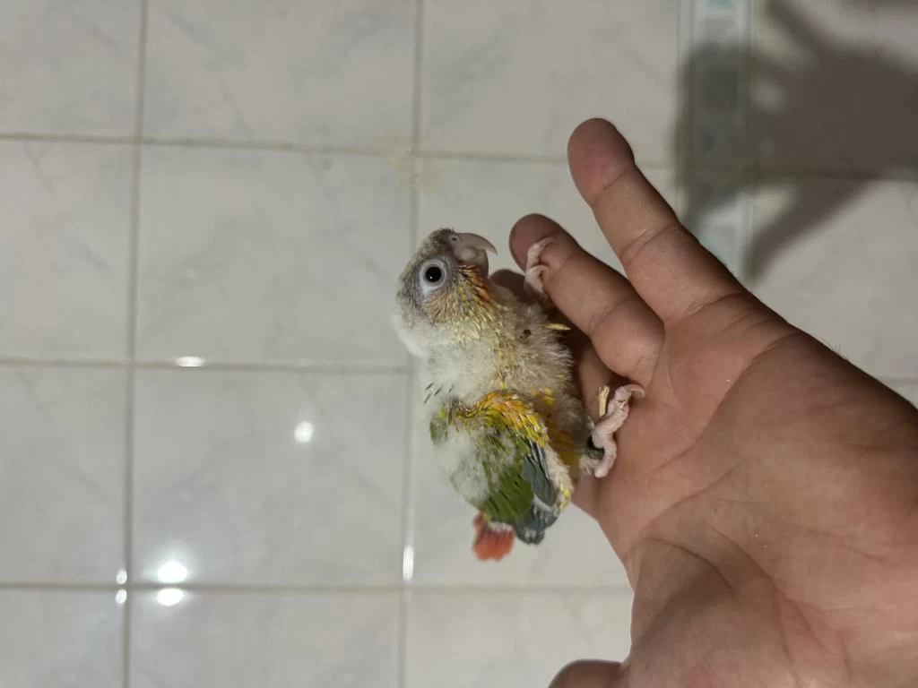 Erkek Dnali Konur Bebekler Pineapple