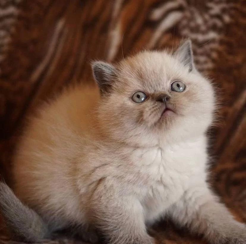British Shorthair Blue Point Yavrularim