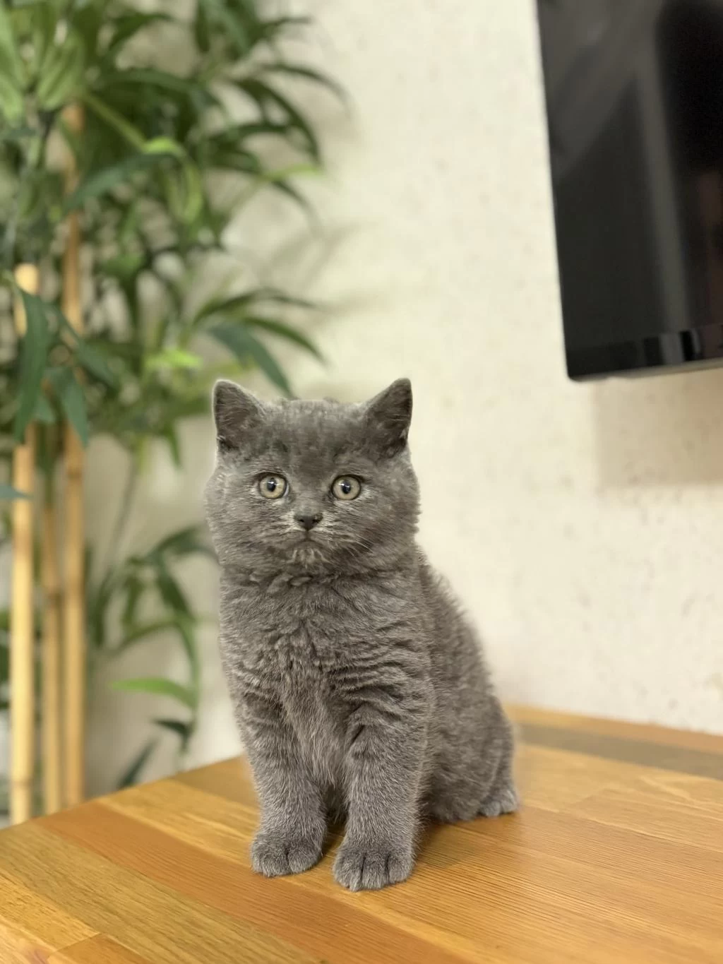 Blue British Shorthair Yavrularim