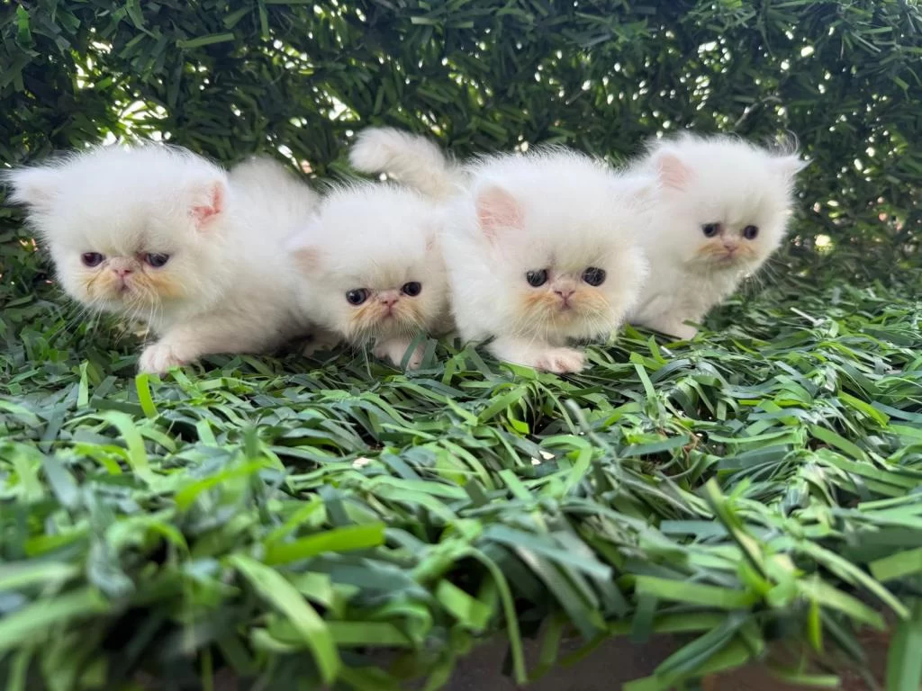 Sağlıklı Pamuk Kedilerim