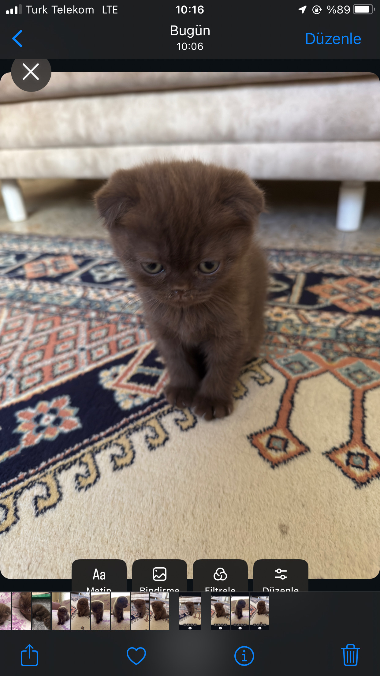 Özel Renk Çikolata Scottish Fold