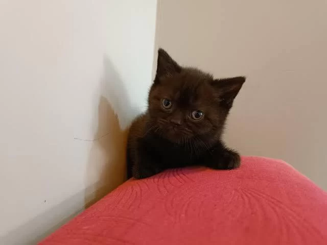 Sağlıklı Köyü Tarçın Kedimiz