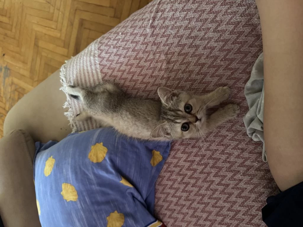British Shorthair Kedilerimiz Sahiplendirilecektir