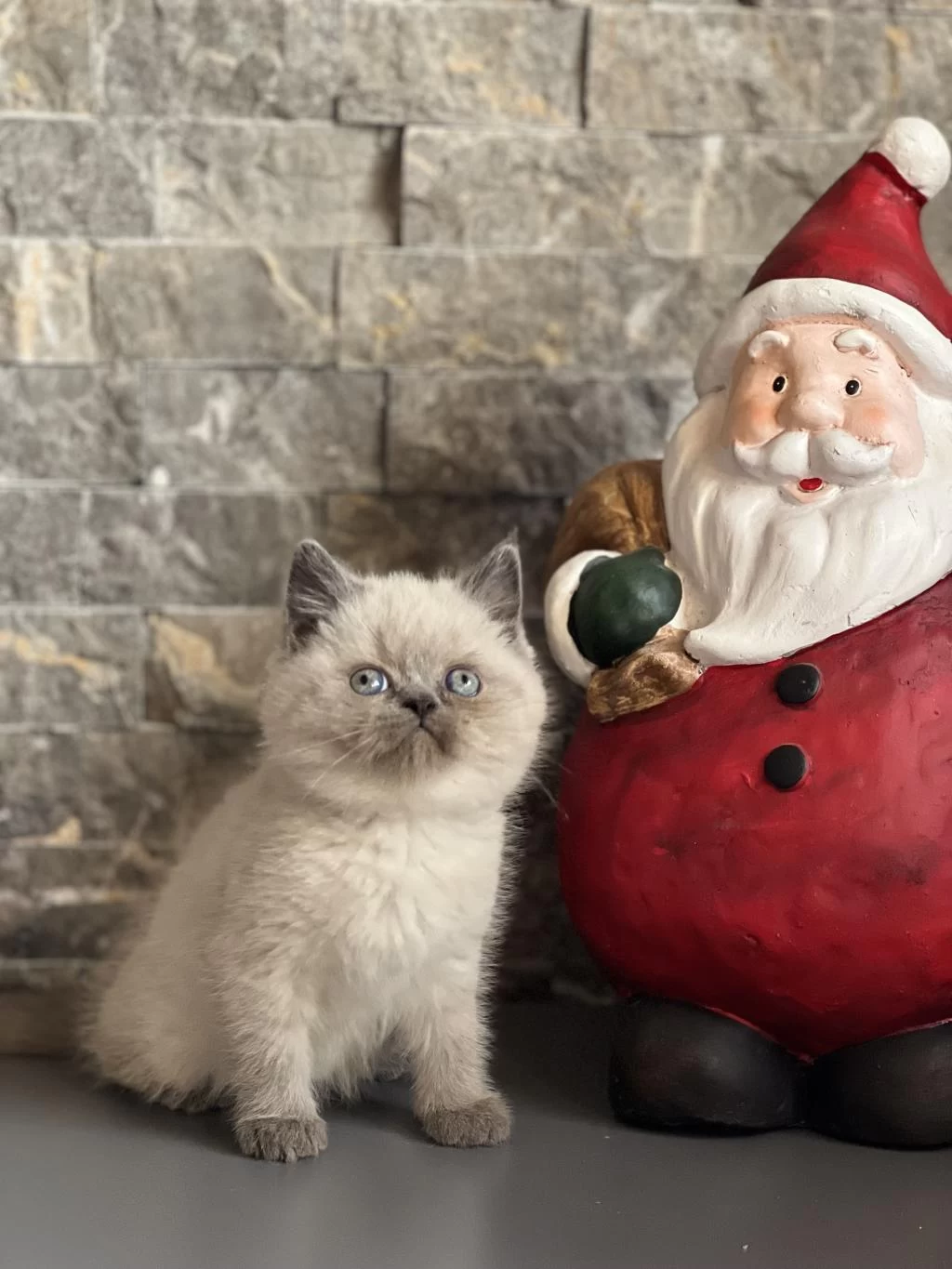 British Shorthair Blue Point Yavrularim