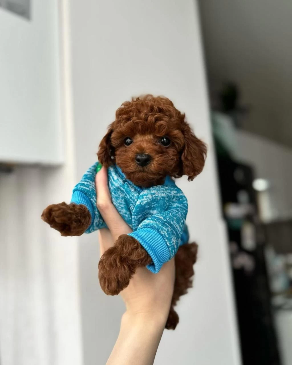 Toy Poodle Yavrulari