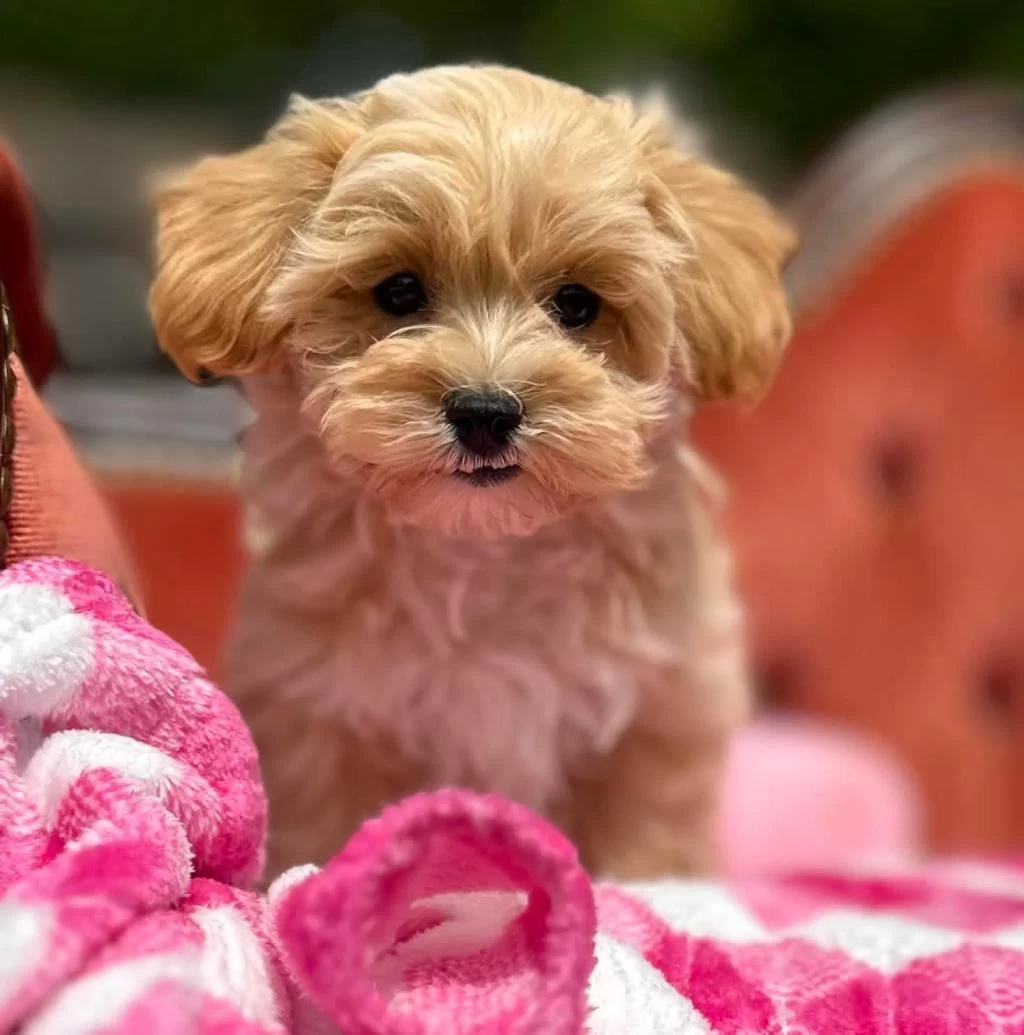 Maltipoo Yavrularimiz