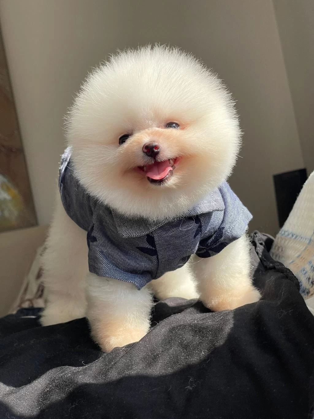 Ayı Surat Pomeranian Yavrular Korekan