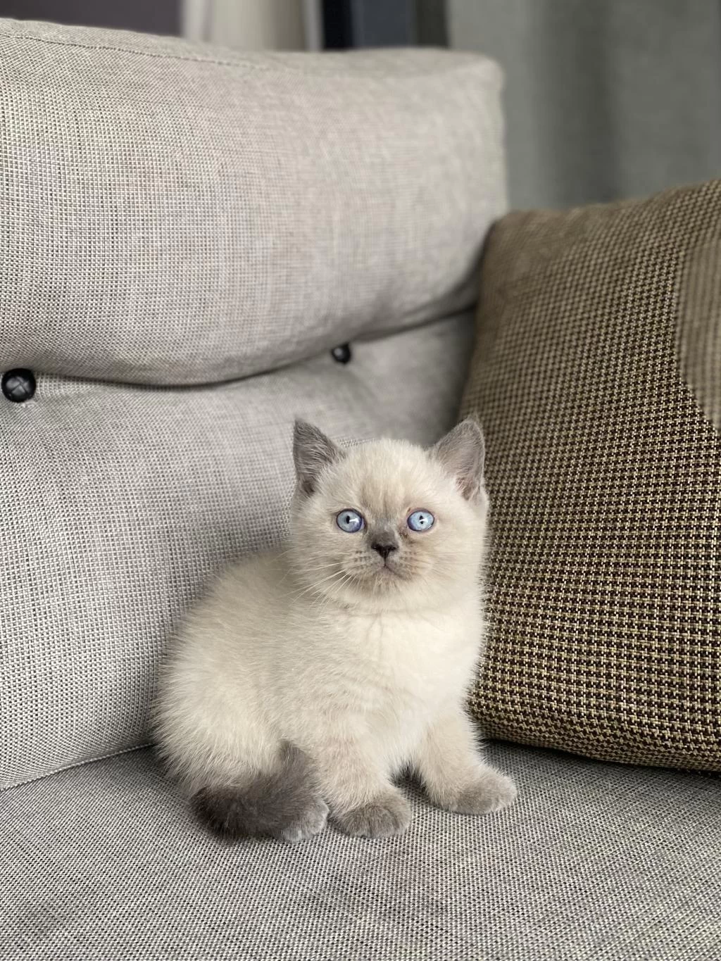 İrk Ve Sağlik Garantili British Shorthair Yavrular