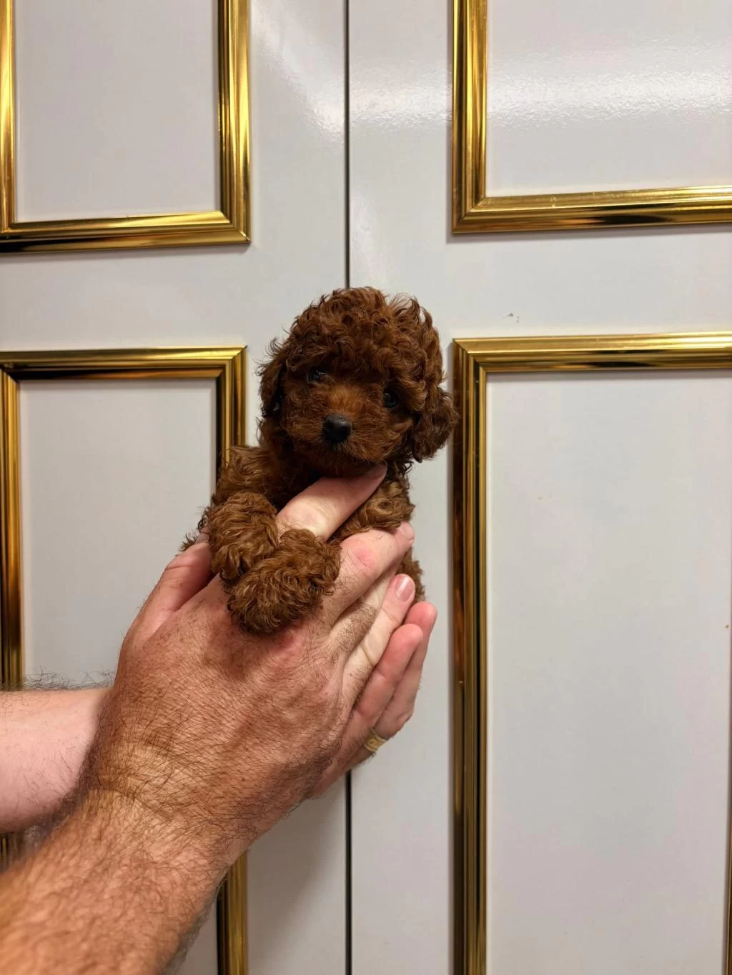 Sağlık İrk Garantili Poodle Bebekler