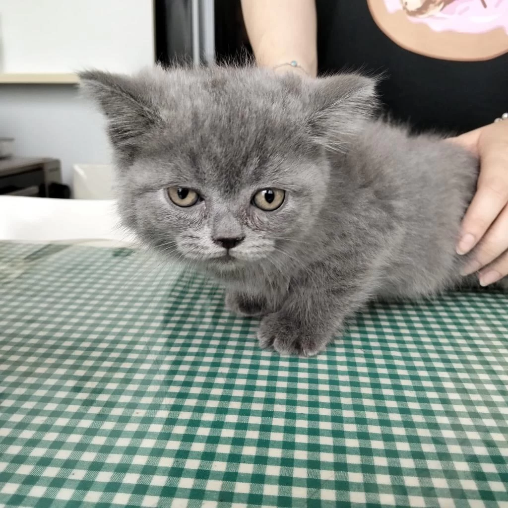 British Shorthair Yavrular