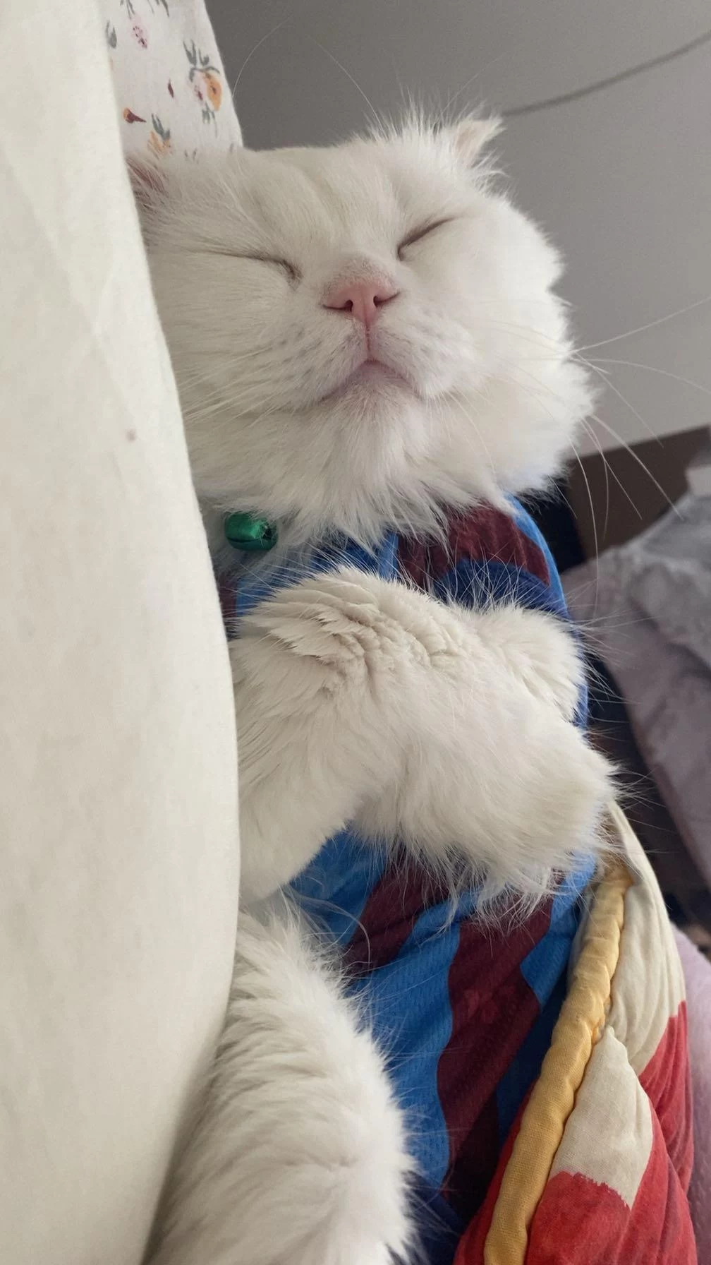 British Longhair 2 Yaşında