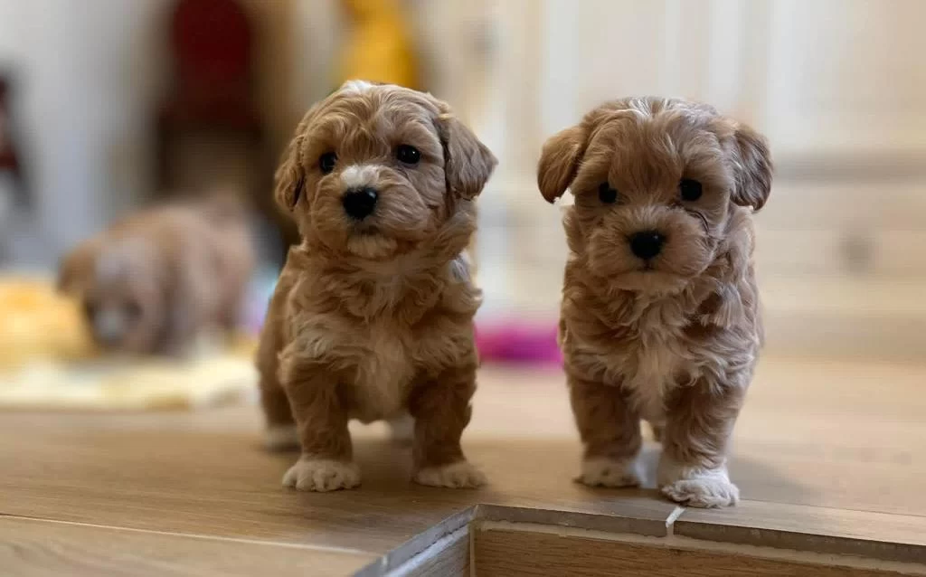 Maltipoo Yavrularimiz