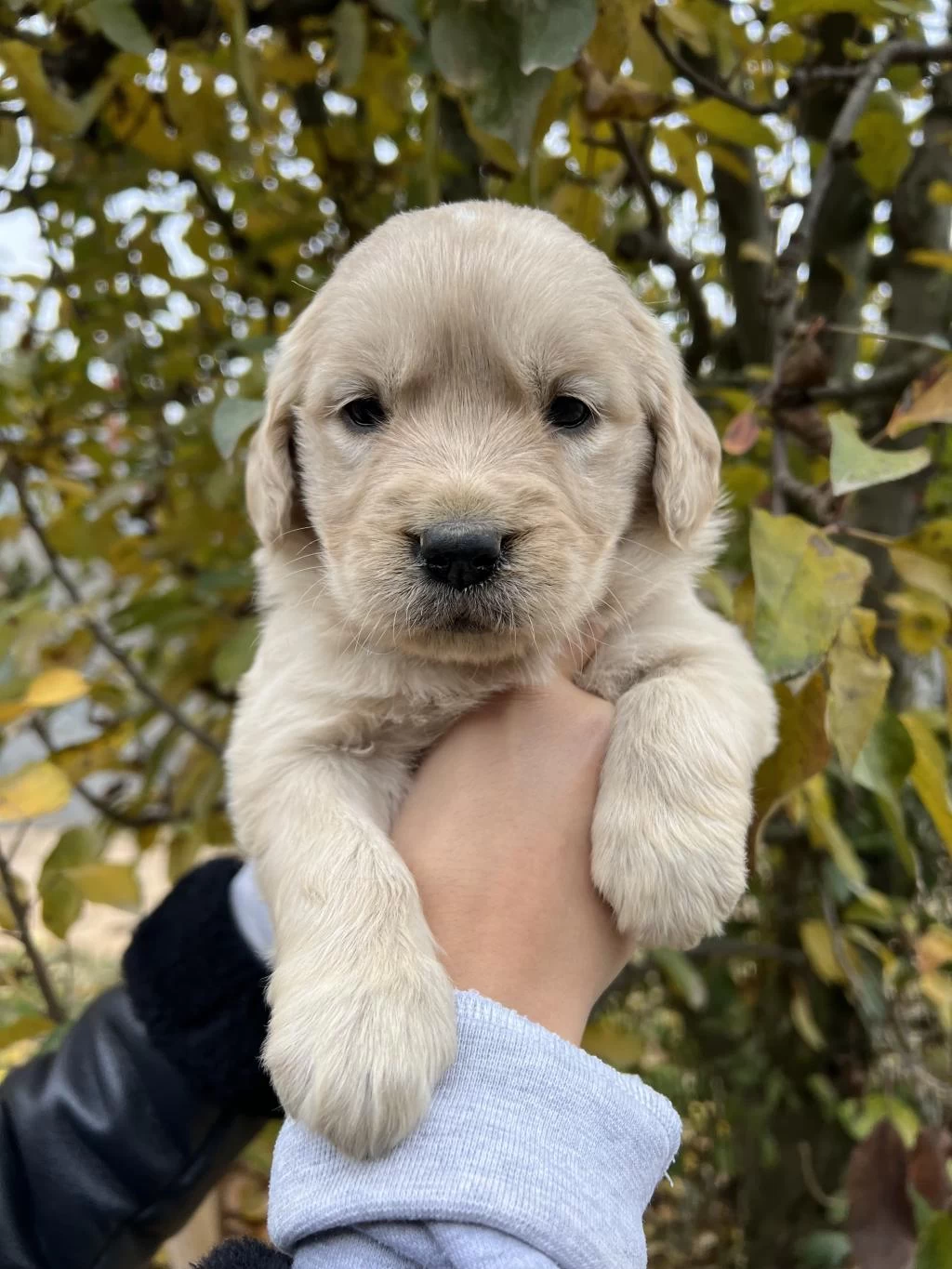 Bebek Yüzlü Golden Retriever Yavruları