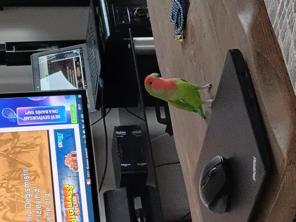 Full Evcil Sevda Papağanı