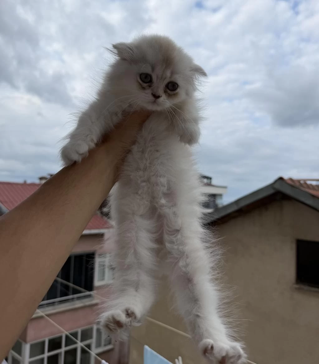 Üst Sınıf Scottish Fold Longhair Erkek Yavru