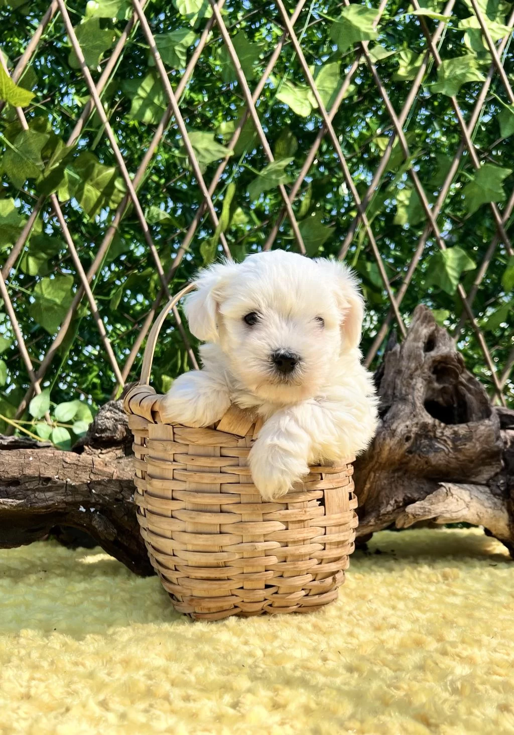 Kar Beyaz Maltese Terrier Yavrular