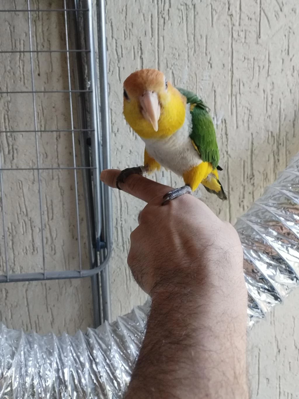 Alışkın Erkek Caique Papağanımız