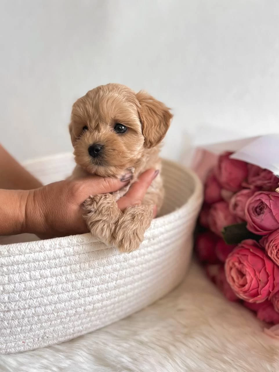Maltipoo Bebeklerimiz