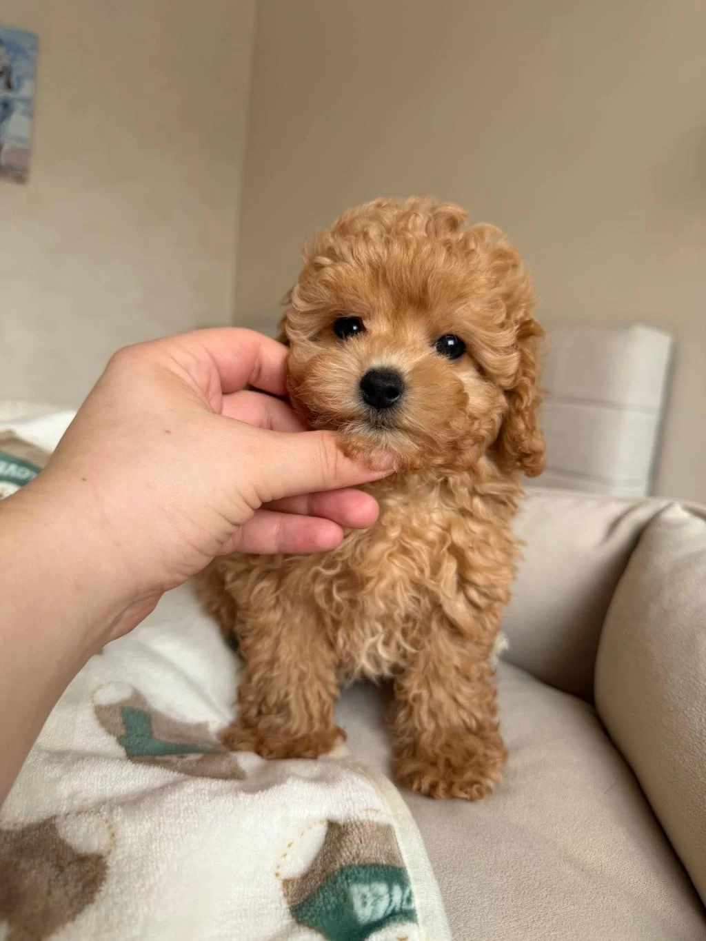 Harika Toy Poodle Bebekler