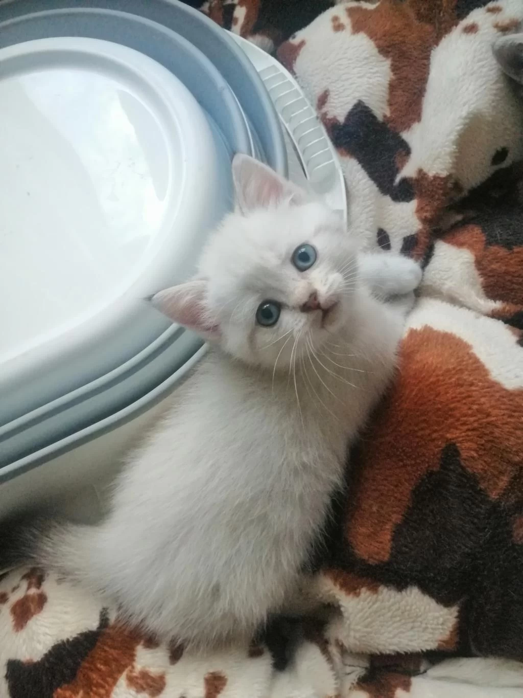 Erkek Ve Dişi Melez Yavru Kedimiz