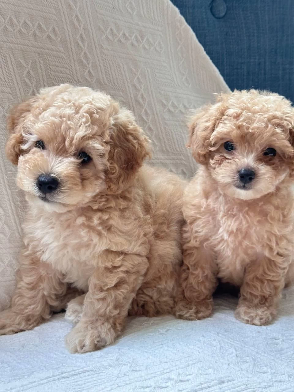 Maltipoo Yavrular Teacup
