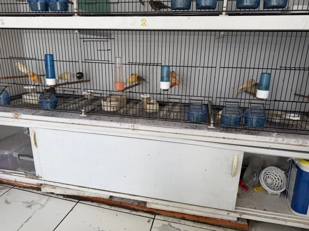 Harika Yeni Sezon Kanarya