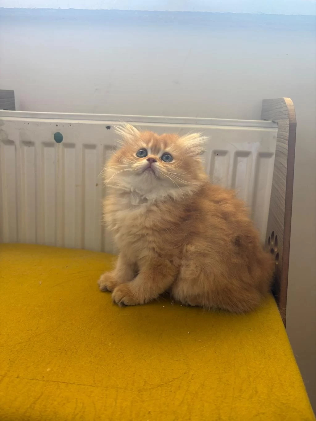 British Longhair 2 Aylık Yavru