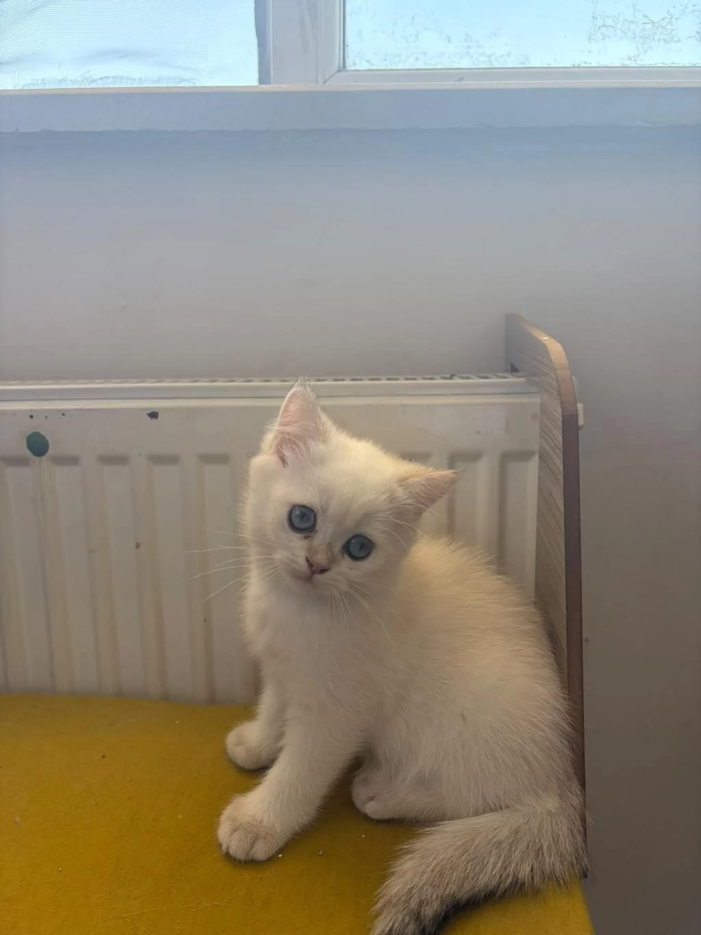 British Shorthair Kedisi