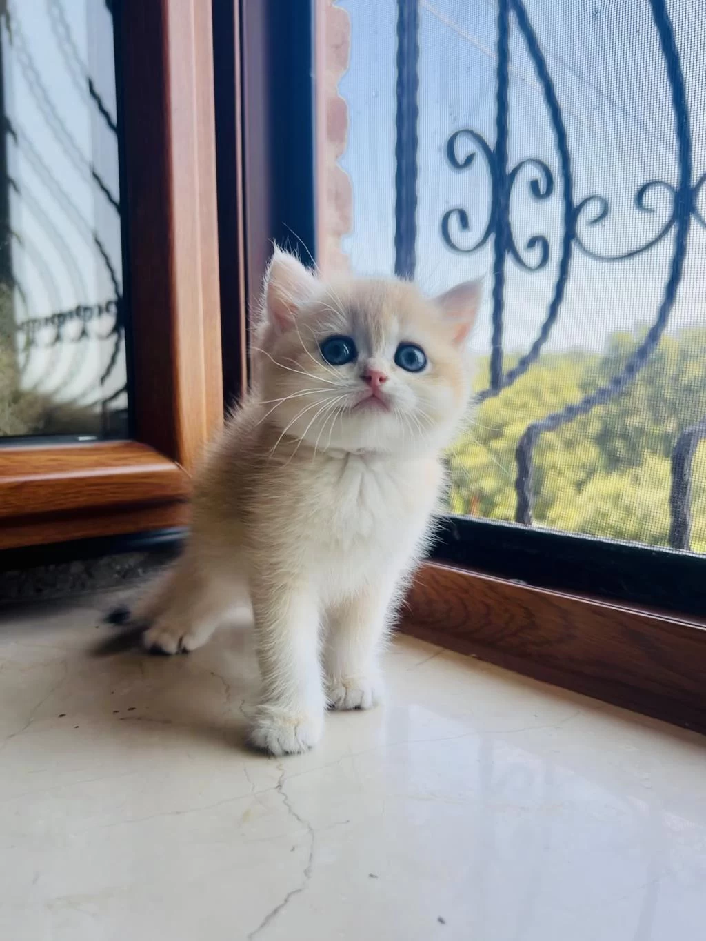 Saf Kan Golden British Shorthair Yavruları (wcf Kayıtlı)