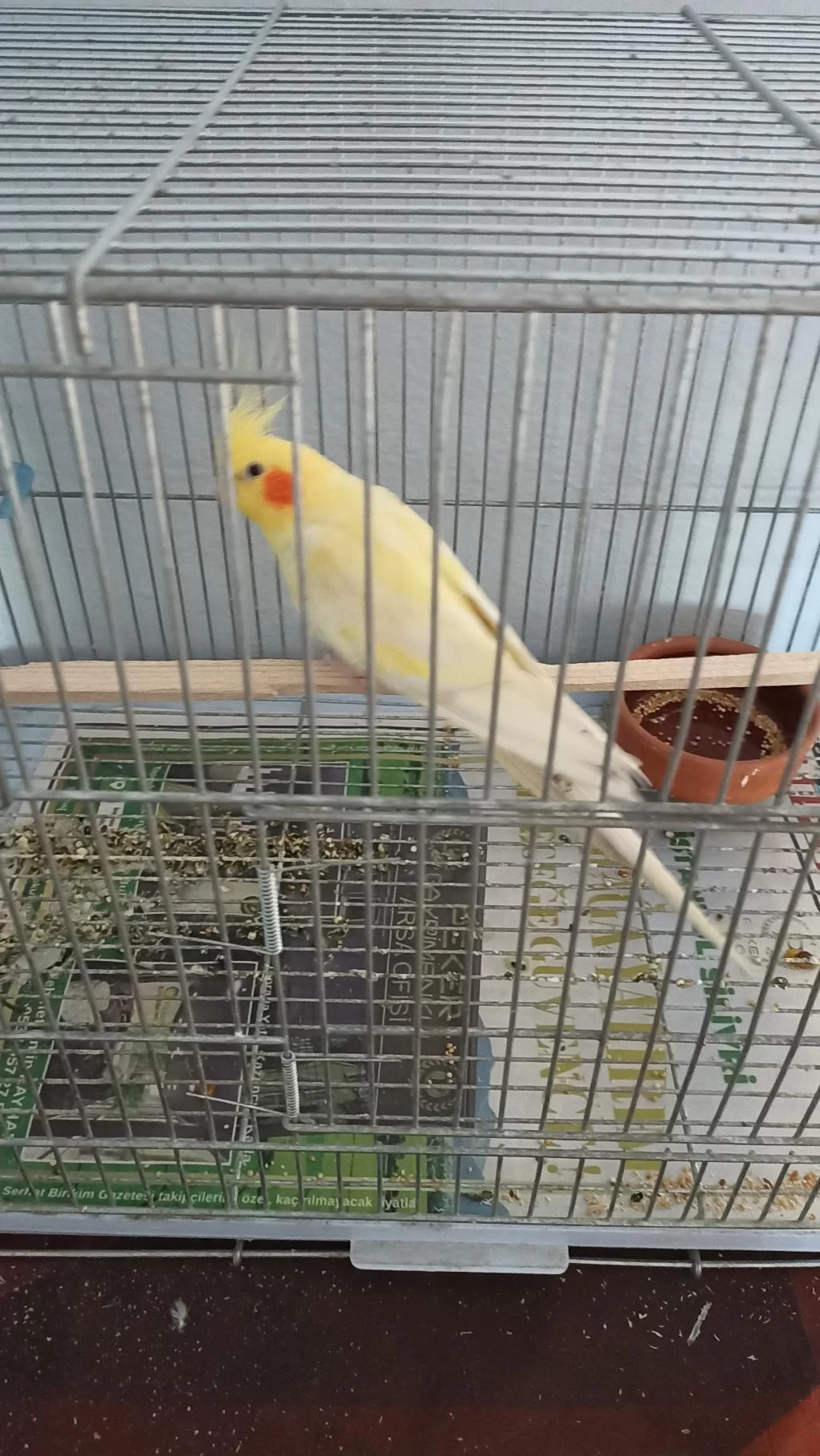 Evcil Erkek Sultan Papağanı