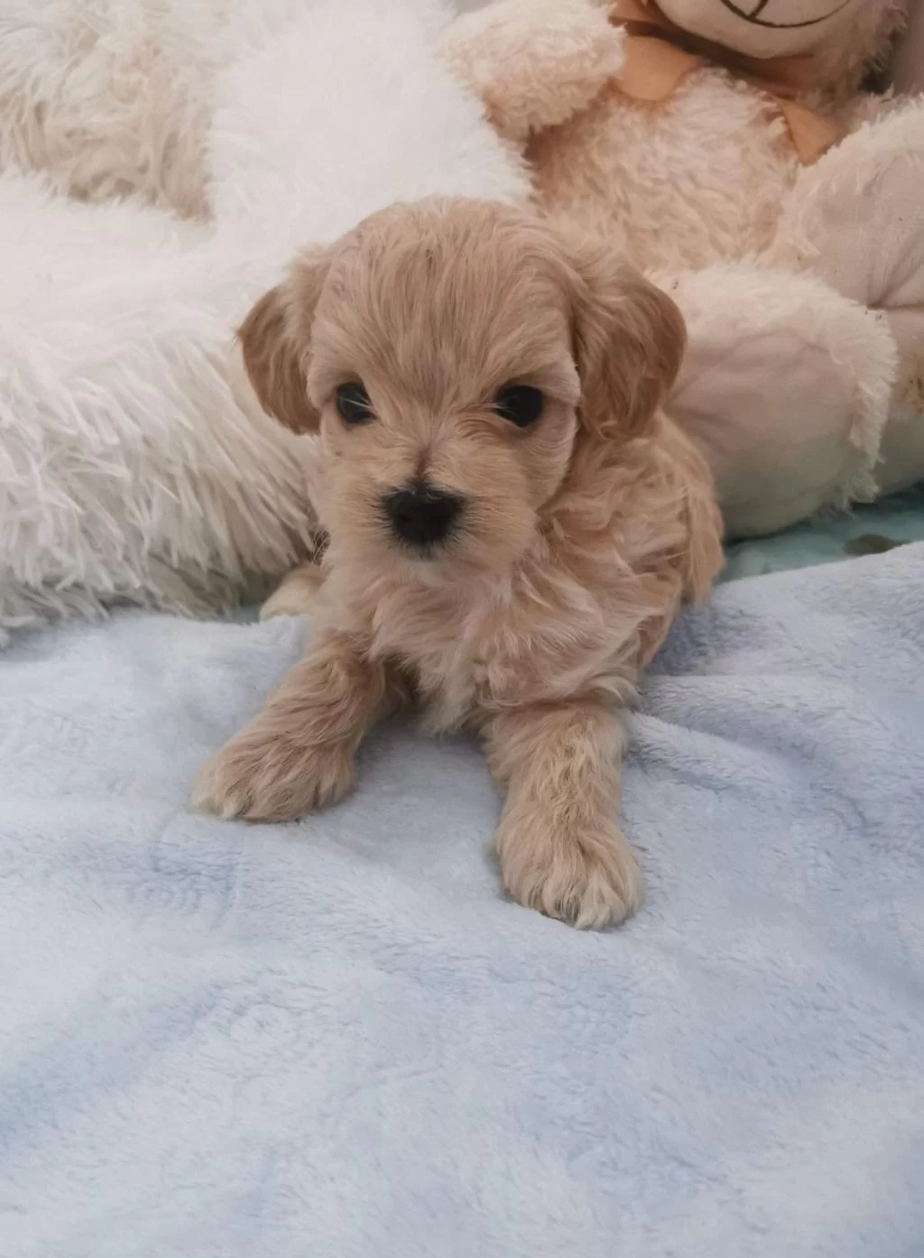 Harika Maltipoo Minikler