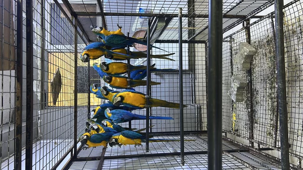 Sağlıklı Macaw Papağanları