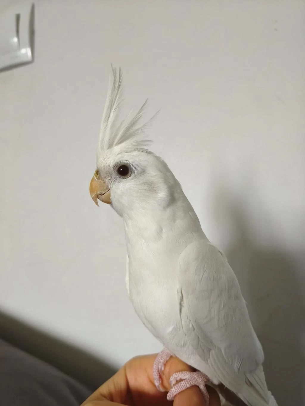 Eğitimli Albino Sultan Papağanı Yavrusu