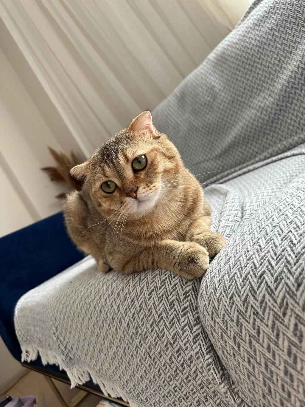Sağlıklı Erkek Scottish Fold